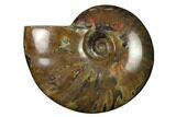 Flashy Red Iridescent Ammonite #155158-1